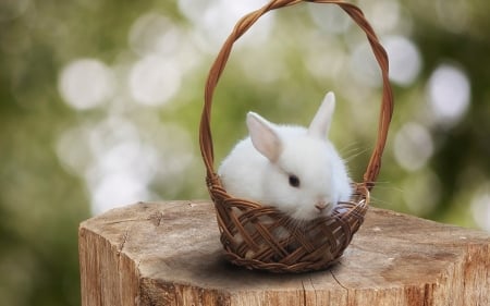 Bunny - bokeh, rabbit, bunny, easter, basket, white, animal, green, cute