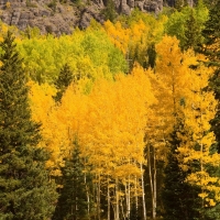 Green and Golden Trees in the Forest