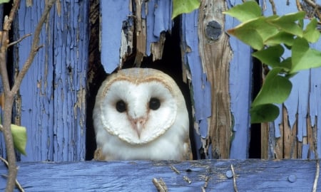 Barn owl - white, pasare, bird, barn owl, bufnita, blue