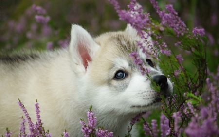 Puppy - husky, summer, dog, flower, pink, white, animal, caine, puppy