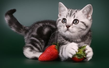 Kitten - paw, strawberry, cat, black, fruit, kitten, white, red, animal, cute