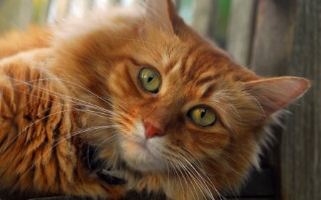 Cat - face, green eyes, cat, orange, animal, pisica, ginger