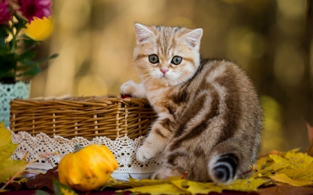 Kitten - british short hair, autumn, cat, pumpkin, basket, pisica, kitten, animal, orange, cute