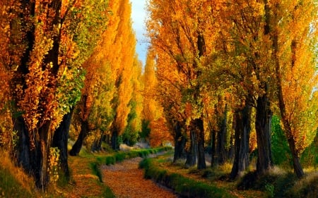 Autumn Park - path, Autumn, trees, Fall, walkway, leaves