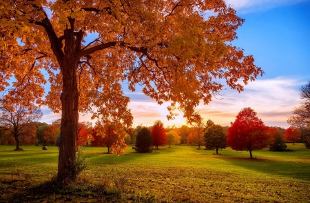 Colorful autumn trees - season, autumn, trees, sunlight, colorful, foliage, fall, beautiful, grass