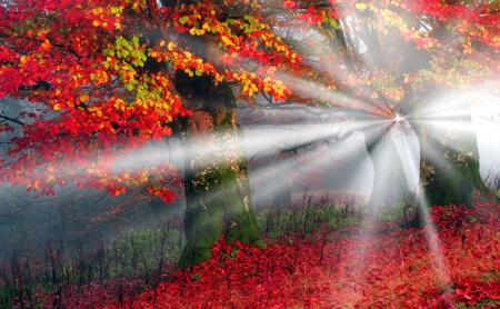 Early morning in the forest after the rain - morning, rays, autumn, sunshine, sunlight, trees, rain, colorful, foliage, glow, fall, forest, beautiful, leaves