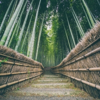 Bamboo Forest