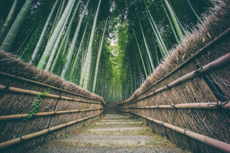 Bamboo Forest - japan, nature, forest, bamboo, japanese