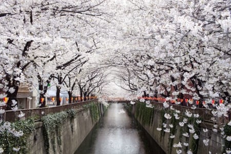 Nakameguro Canal - tokyo, cherry blossom, japan, scenery, spring, canal, sakura, japanese