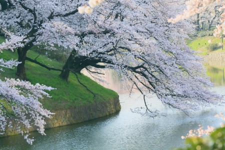 Cherry Blossom - cherry blossom, lake, japan, sakura, pink, japanese, flower, spring