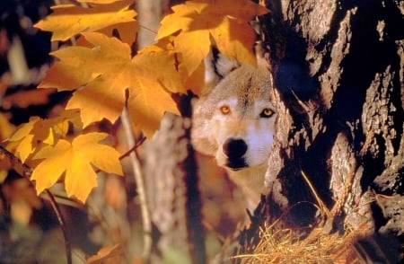 Gray Wolf Ron Sanford - yellow, wolf, photography, colors, fall season, leaves, forests, nature, autumn, love four seasons, animals