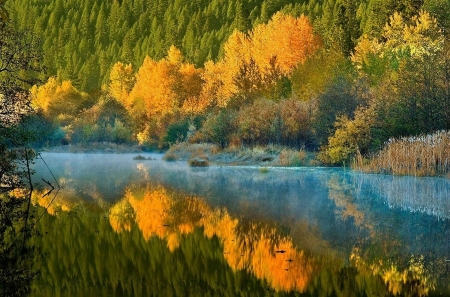 Reflecting - nature, tree, forest, river