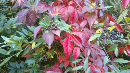 Autumn Berrys - Photograph, Autumn, Leaf, Nature, Fall, Darkblue, Berrys, Photography, Dark, Outside, Green, Photo, Daytime, Red, Real Nature, Living Nature, Leaves, Leafs, Fruits, Day, Plant, Plants, Snapshot