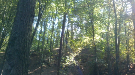 Shiny Forrest Hill - sunshine, autumn, snapshot, trees, photography, sun, leaf, wood, fall, sunray, sunny, midday, forrest, tree, photograph, hill, outside, day, park, nature, woods, daytime, leafs, leaves, photo