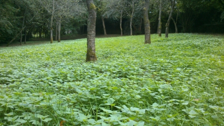 Stinging Nettles! - leaves, grass, daytime, plants, photography, leaf, forrest, tree, nature, park, autumn, photograph, stinging nettles, nettles, fall, plant, snapshot, photo, wood, outside, woods, leafs, trees, day, green