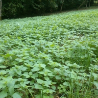 Ocean of stinging nettles