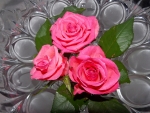 Pink Roses