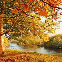 Autumn River