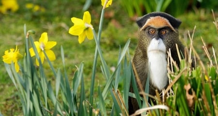 Monkey - yellow, animal, green, monkey, flower