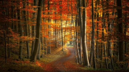 Sunlit Trail - rays, autumn, trees, sunlit, path, fall, trail, leaves, sunrays