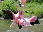 Flamingos dancing