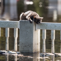 Cat stranded by flooding