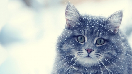 Kitten in the Snow - fluffy, cat, snow, kitty, winter, pet, firefox persona theme, kitten