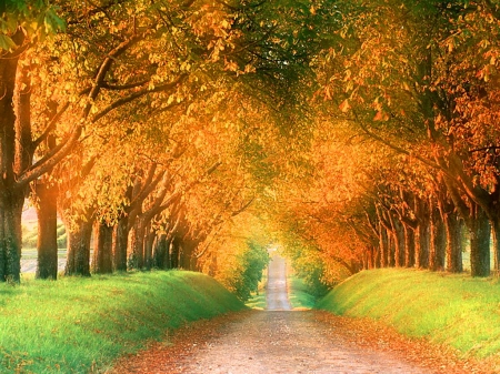 THE DRIVE - road, trees, orange, autumn