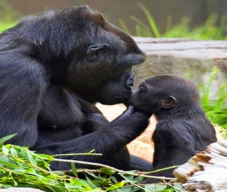 Chat with Mom - primate, apes, mother, baby