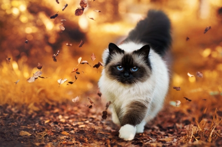 Autumn Stroll - leaves, fall, autumn, cat