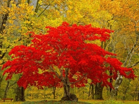 Standing out - red, fall, tree, autumn