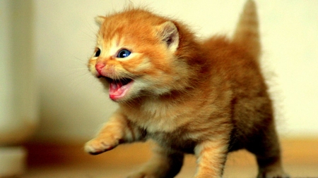 little kitty - orange, meowing, kitten, baby