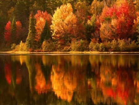 beautiful autumn tree's - colorful, river, trees, autumn