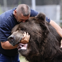 Playing with an orphaned Kodiak bear