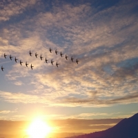 Bird squadron sunset