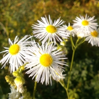 Wild Flowers