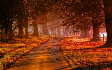 Autumn road - trees, branches, beautiful, morning, forest, walk, fall, colorful, season, autumn, red, mist, foliage, park