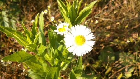 Wild Flower - Photograph, Autumn, Flowers, Nature, Fall, Petal, Photography, White, Outside, Green, Photo, Daytime, Flower, Afternoon, Wild Flower, Yellow, Petals, Grass, Wild Flowers, Day, Plant, Plants, Snapshot