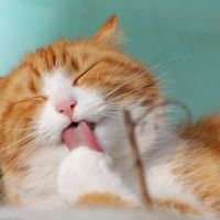 Cat Wash!