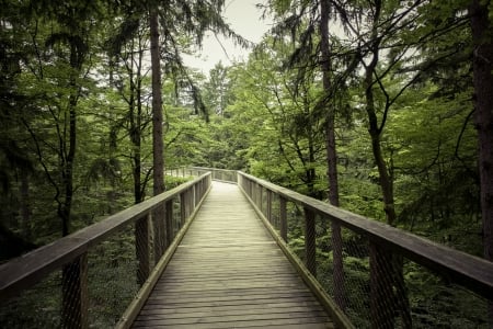 Forrest Canopy-Bridge - Tree Canopy, Photograph, Leaf, Nature, Forrest, Photography, Midday, Outside, Park, Green, Photo, Daytime, Trees, Leaves, Tree, Bridge, Canopy, Woods, Wooden Bridge, Leafs, Path, Wood, above, Day, Wooden, Snapshot