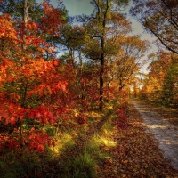 Road Through the Colorful Autumn Trees