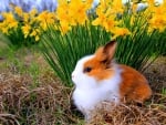 Cute bunny