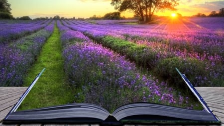 Book of Lavender - sunset, lavender, summer, book, collage, sunrise, fragrant, field