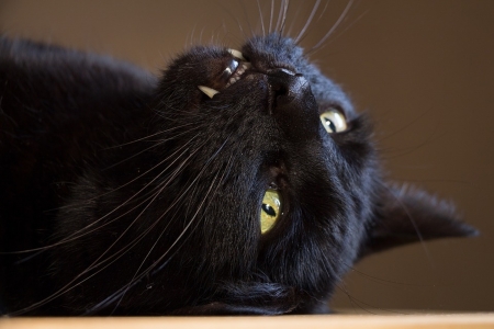 Cat Fangs! - teeth, black cat, fur, snapshot, photography, animals, feline, black cats, black, growl, pretty, black fur, fangs, photograph, cute, predator, beautyfull, cat, felidae, playing, cats, animal, photo