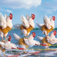 Chicken competition