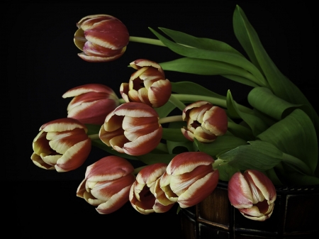 TULIPS - leaves, colors, stems, petals