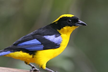 TANAGER - wings, colors, feathers, bird