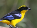 TANAGER