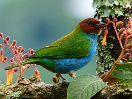 TANAGER - leaves, wings, colors, feathers