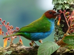 TANAGER